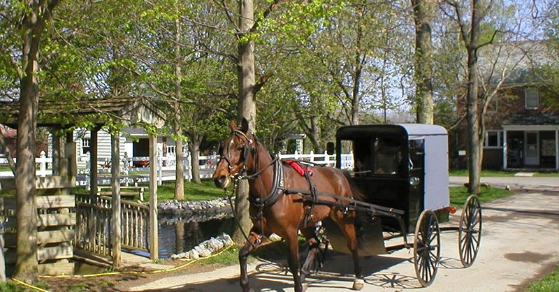 A is for amish buggy hot sale rides cost