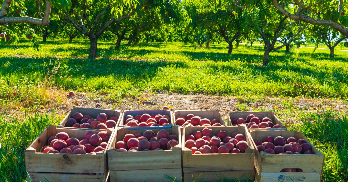  Kauffman Orchards Fresh Mcintosh Apples, Hand-Picked