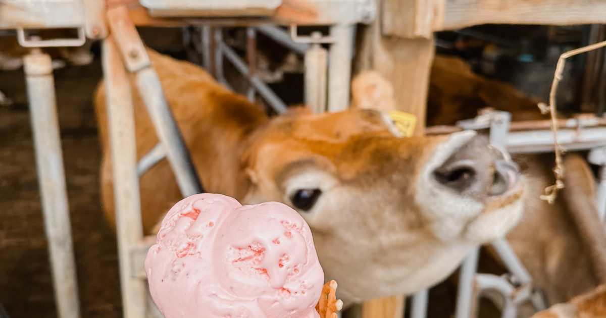 Home  Jersey Cow Ice Cream
