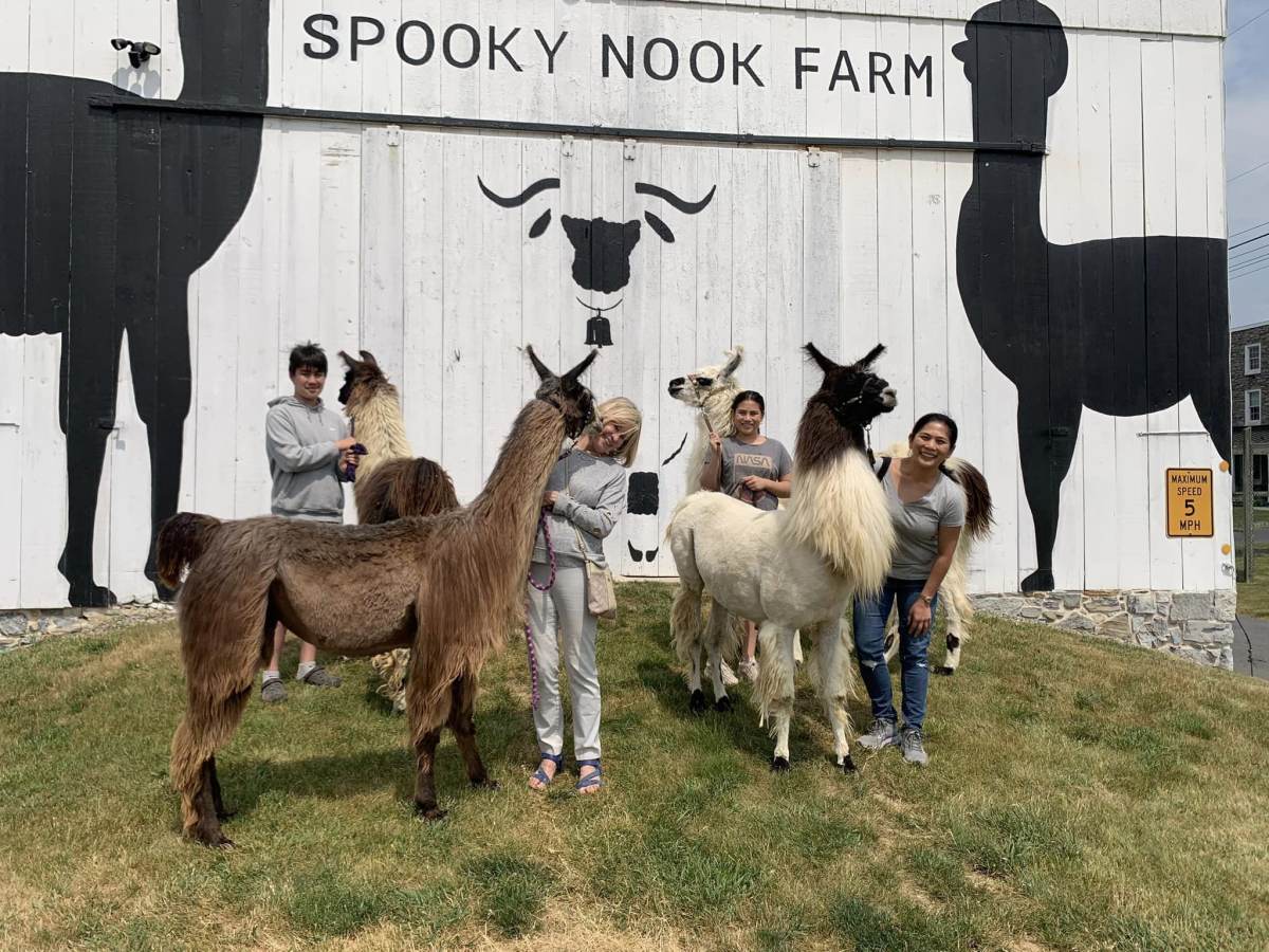 Spooky Nook Llama Alpaca Farm Discover Lancaster