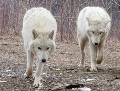 Wolf Sanctuary of PA