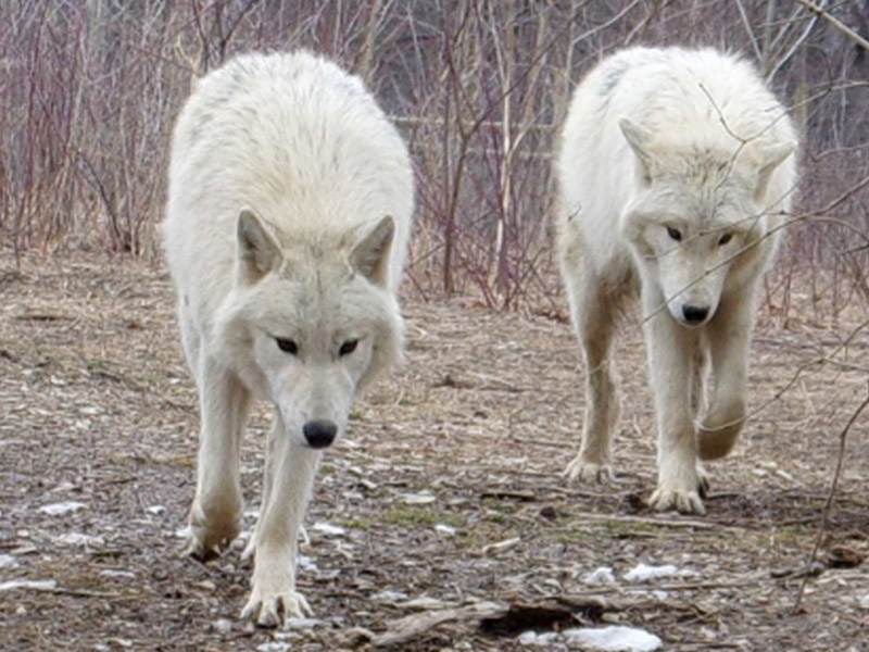 are wolf dogs legal in pa