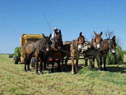 lancaster amish buggy tours