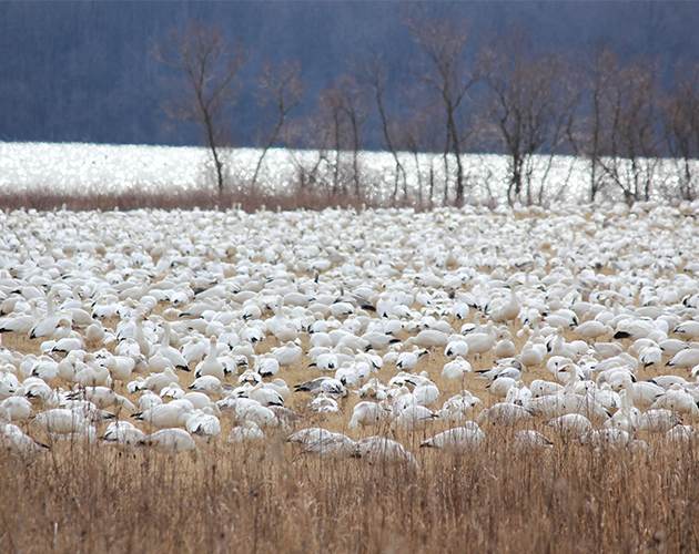 Snow Geese at Middle Creek Wildlife Preserve Discover Lancaster